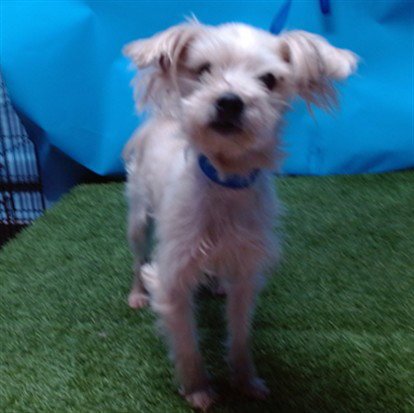 DREAM - Papillon / Poodle (Miniature) available for adoption