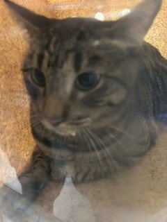 CHILLI BOY - Domestic Short Hair available for adoption
