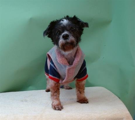 VIOLETTE - Maltese available for adoption