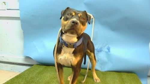TIRAMISU - Pit Bull Terrier / Rottweiler for adoption in Torrance