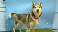 JASPER - Photo 1