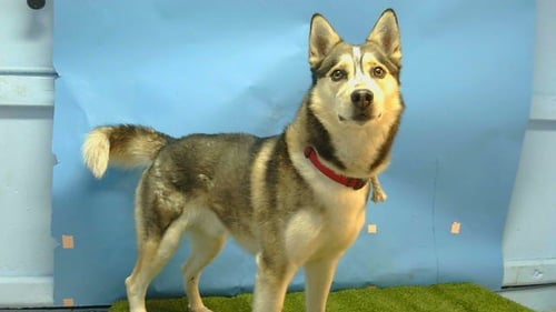 JASPER - Siberian Husky for adoption in Torrance