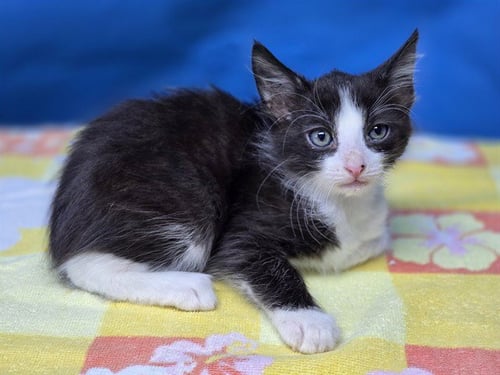 ARTIE - Domestic Medium Hair available for adoption