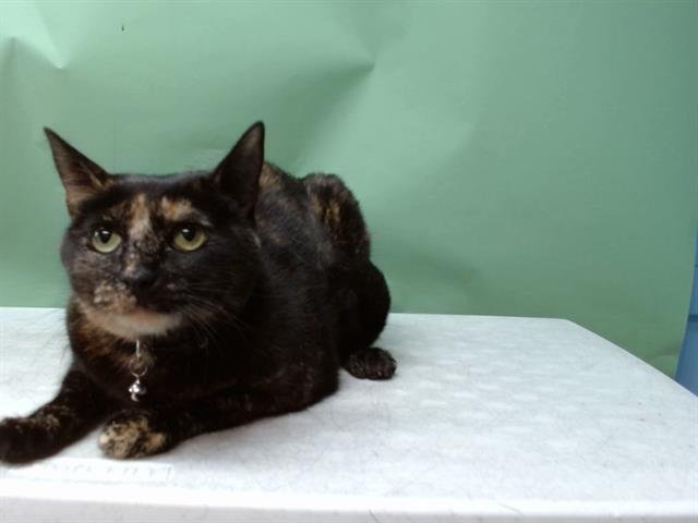 JOURNEY - Domestic Short Hair available for adoption