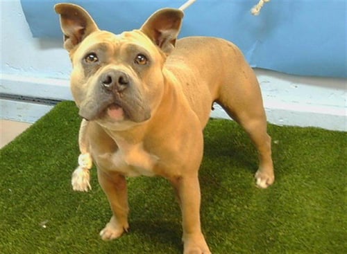 REESE - Pit Bull Terrier available for adoption
