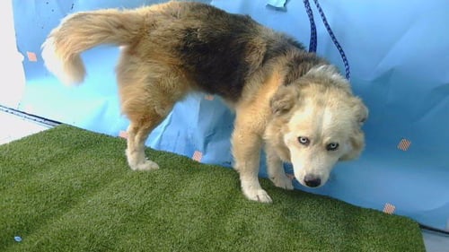 MIKEY - Siberian Husky available for adoption