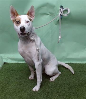 ROCKET - Australian Cattle Dog/Blue Heeler / Bull Terrier available for adoption