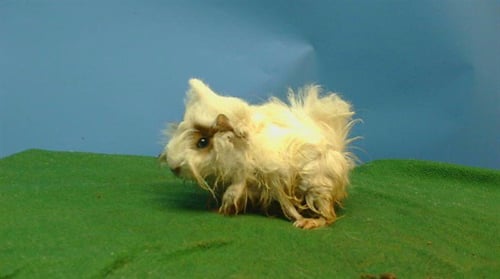 A5778442 - Guinea Pig available for adoption