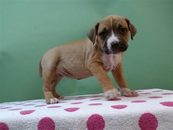 DANISH - Pit Bull Terrier available for adoption