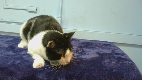 MAUI - Domestic Short Hair available for adoption