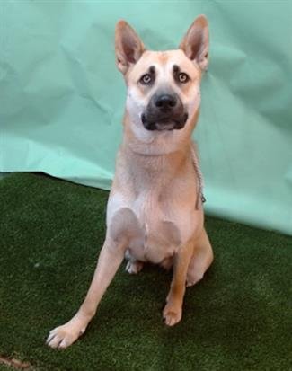 STARLING - German Shepherd Dog available for adoption