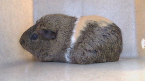 SNICKERS - Guinea Pig available for adoption