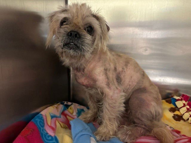 A5747562 - Shih Tzu / Terrier available for adoption