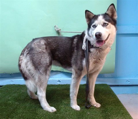 CRYSTAL - Siberian Husky available for adoption