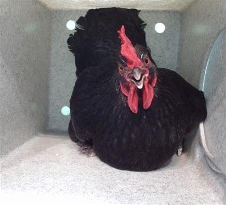 A5747477 - Chicken available for adoption