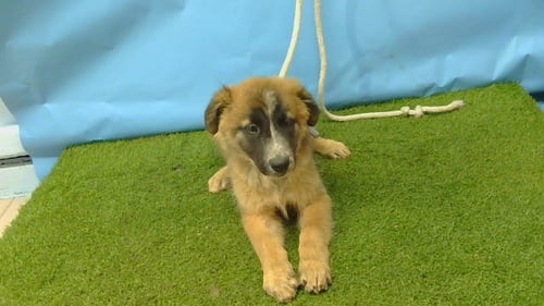 A5796972 - German Shepherd Dog / Belgian Shepherd Malinois available for adoption