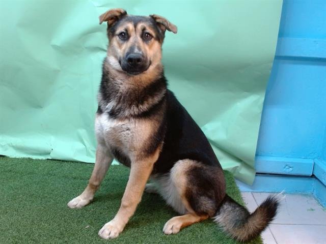 MISSOURI - German Shepherd Dog available for adoption