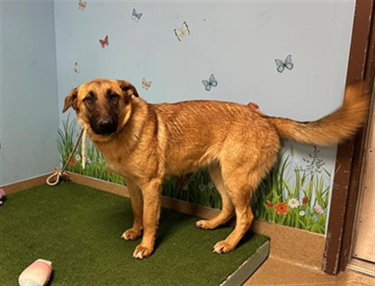 CANELA - German Shepherd Dog available for adoption