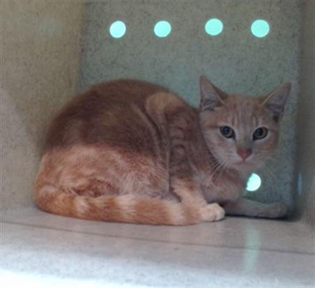 FLUFFY - Domestic Short Hair available for adoption