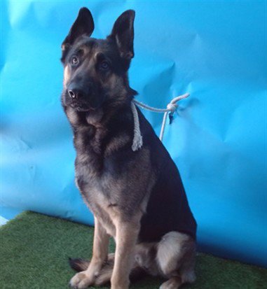 HERMES - German Shepherd Dog for adoption in Torrance