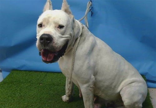 LECHE - Dogo Argentino available for adoption