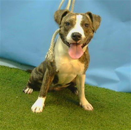 A5783846 - Pit Bull Terrier available for adoption