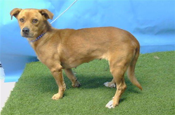 SARA Image