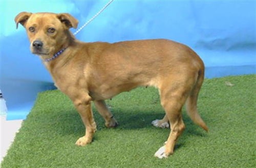 SARA - Terrier available for adoption