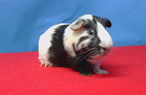 WILLY - Guinea Pig available for adoption