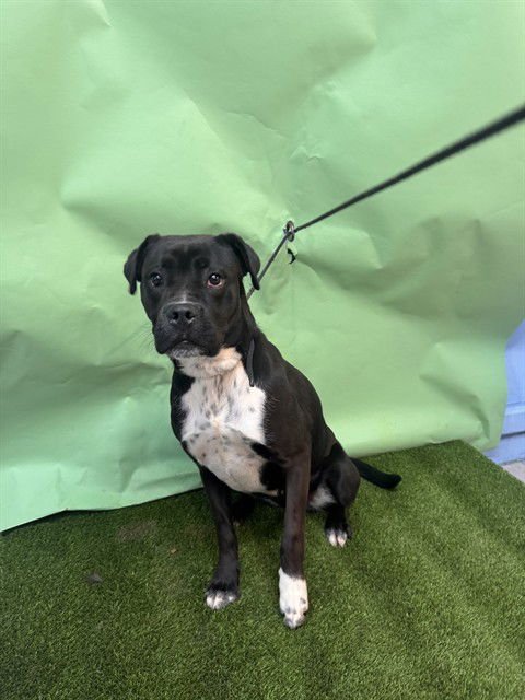 KORA - Pit Bull Terrier available for adoption