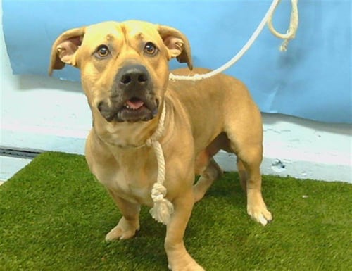 RILEY - Pit Bull Terrier / Chihuahua available for adoption