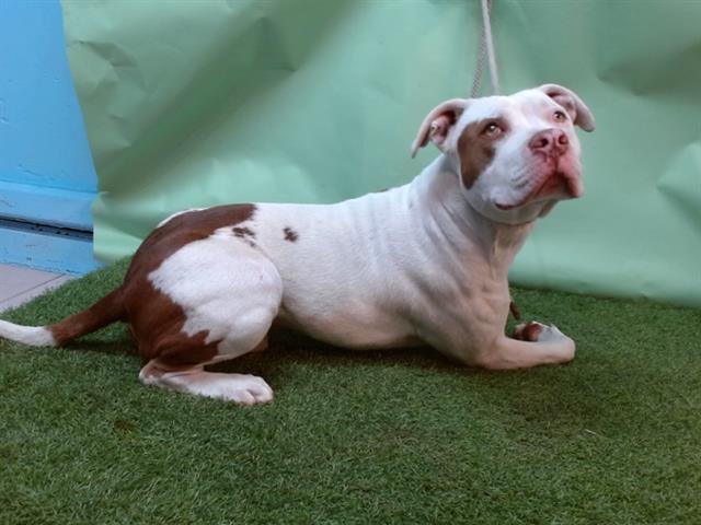 DAMIEN - Pit Bull Terrier available for adoption