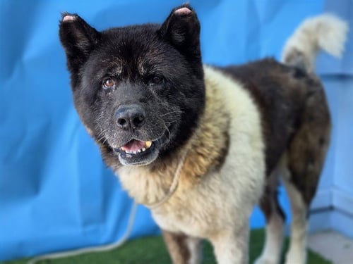 A5791541 - Akita available for adoption