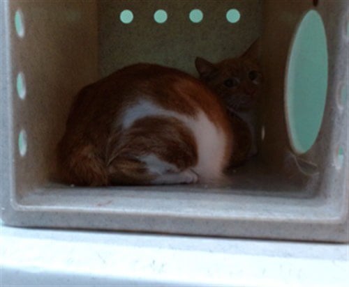 DONNA - Domestic Short Hair available for adoption