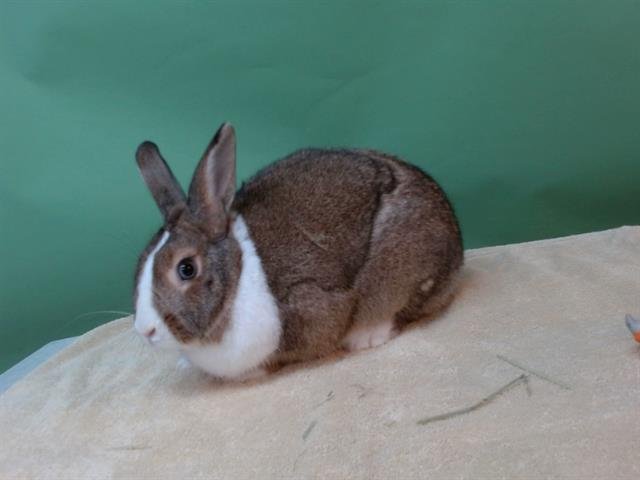 THUMPER - Shorthaired Rabbit available for adoption