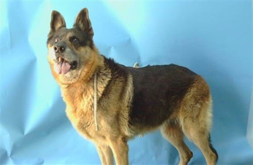 A5796626 - German Shepherd Dog available for adoption