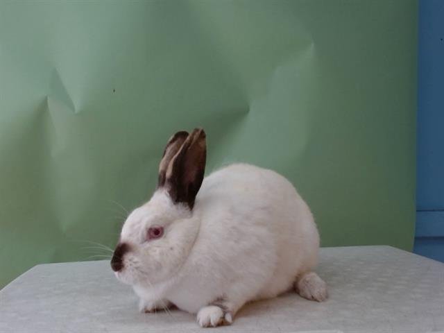 ARIA - Shorthaired Rabbit available for adoption