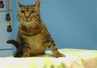 KIYOSHI - Photo 1
