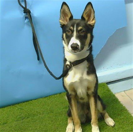 SPARKLE - Border Collie available for adoption