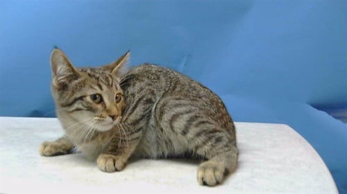 SILAS - Domestic Short Hair available for adoption