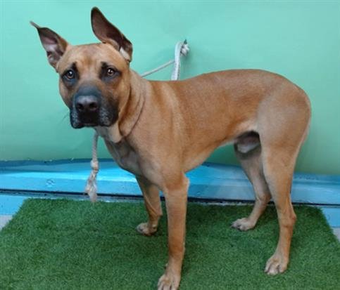 DOWZER - Rhodesian Ridgeback / Belgian Shepherd Malinois available for adoption