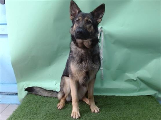 MARINA - German Shepherd Dog available for adoption