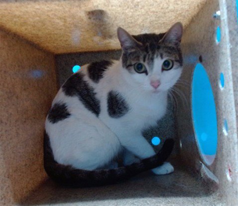 A5766164 - Domestic Short Hair available for adoption