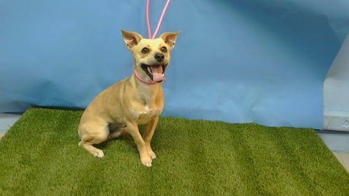 PEANUT - Chihuahua available for adoption