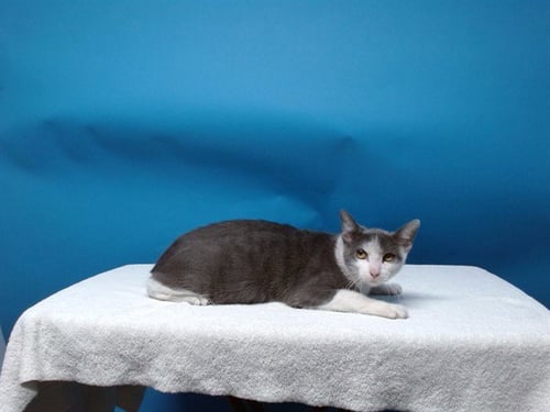 DAISY - Domestic Short Hair available for adoption