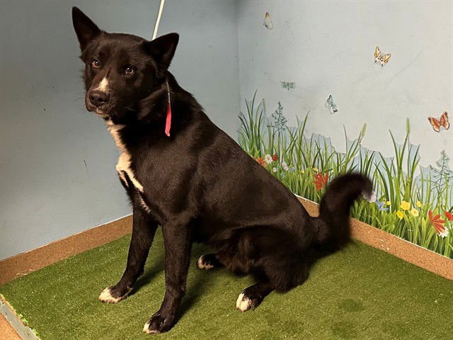 MALCOM - Border Collie available for adoption