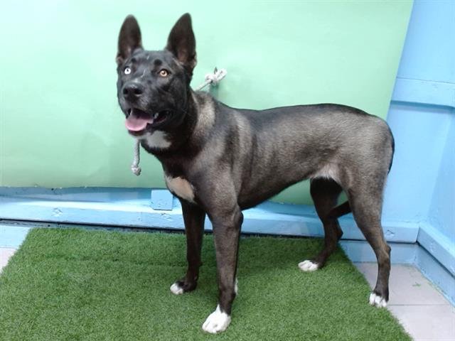 SKY - Siberian Husky available for adoption