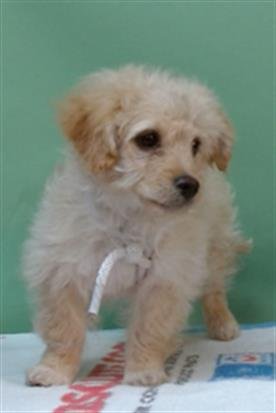 A5752248 - Terrier available for adoption