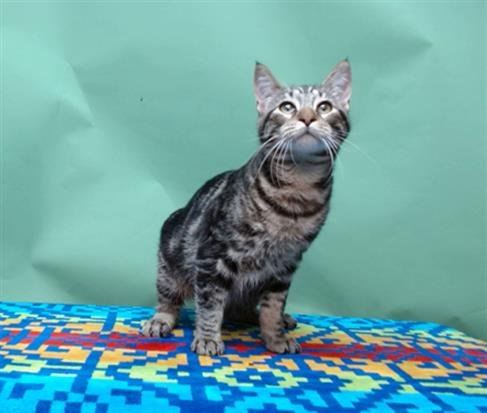 THEODORE - Domestic Medium Hair available for adoption