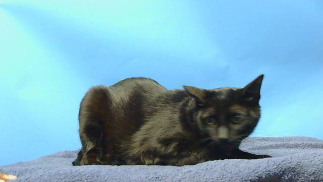 TOBY Image